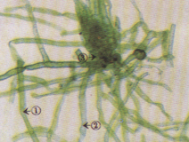 生物切片生产厂家浪花生物切片